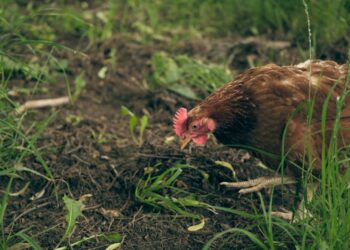 Est-ce que les poules peuvent manger du pain ?