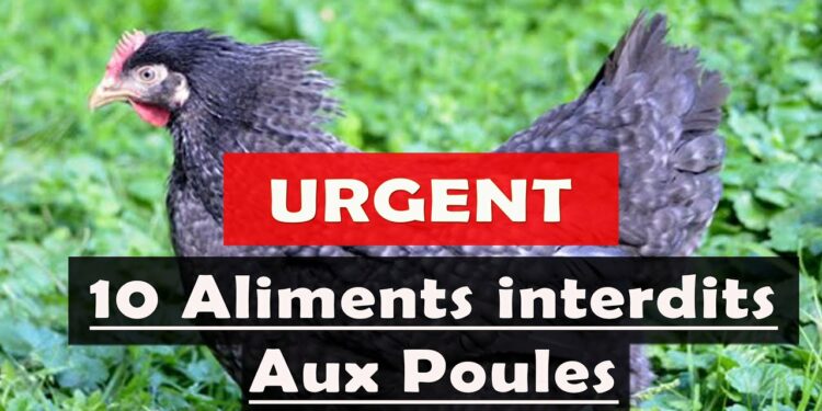 Est-ce que les poules peuvent manger du pain ?