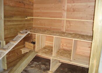 Est-ce que les poules peuvent rester dehors l'hiver ?