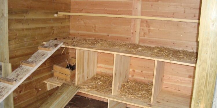 Est-ce que les poules peuvent rester dehors l'hiver ?