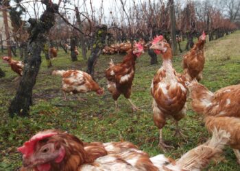Est-ce que les poules peuvent rester sous la pluie ?