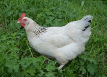 Est-ce que les poules pondent la nuit ?