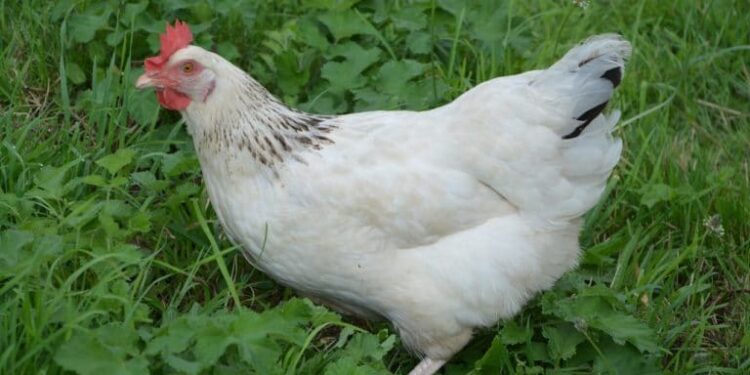 Est-ce que les poules pondent la nuit ?