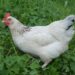 Est-ce que les poules pondent la nuit ?
