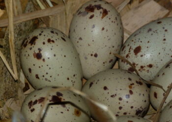 Est-ce que les poules pondent la nuit ?