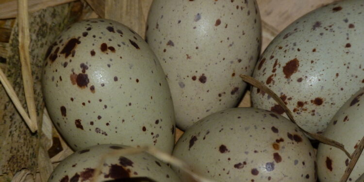 Est-ce que les poules pondent la nuit ?