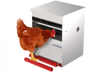 Est-ce que les poules reconnaissent leur maître ?