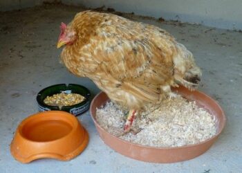 Est-ce que les poules reconnaissent leur maître ?