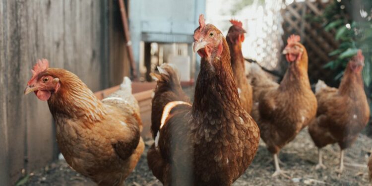 Est-ce que les poules reconnaissent leur maître ?
