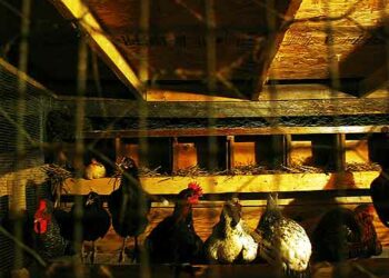 Est-ce que les poules reconnaissent leur maître ?