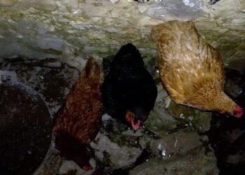 Est-ce que les poules reconnaissent leur maître ?