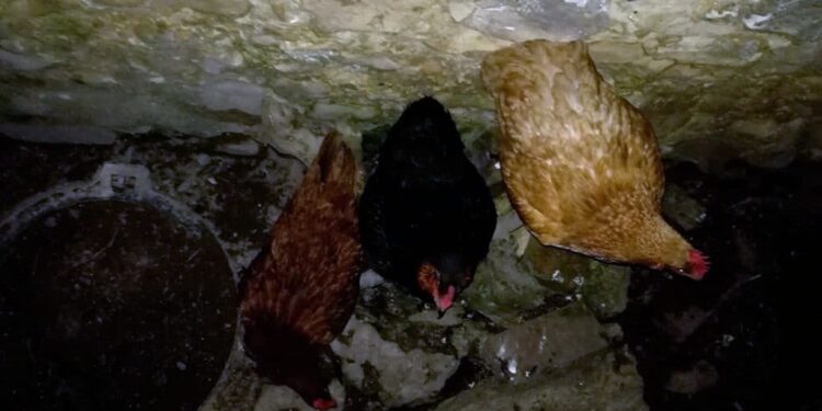 Est-ce que les poules reconnaissent leur maître ?