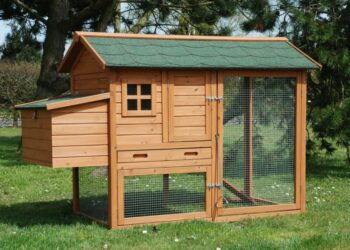 Est-ce que les poules supportent le froid ?