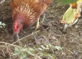 Est-ce que les poules tuent les souris ?