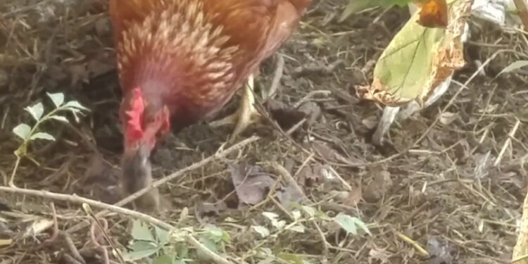 Est-ce que les poules tuent les souris ?