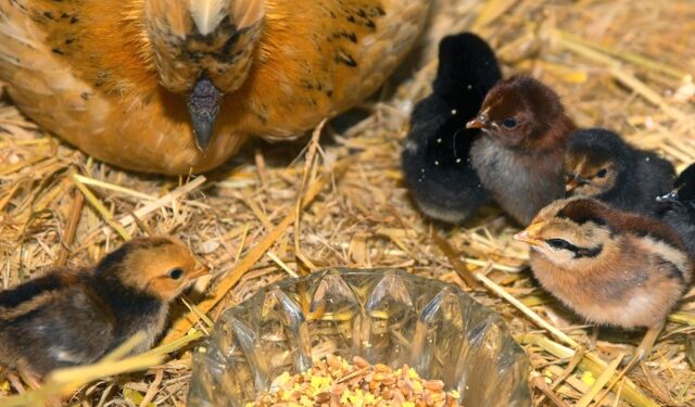 Est-ce que les poussins mangent du riz ?