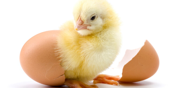 Est-ce que les poussins mangent du riz ?