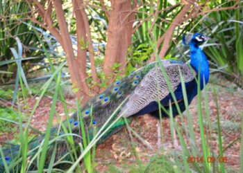 Est-ce que les poux peuvent partir tout seul ?