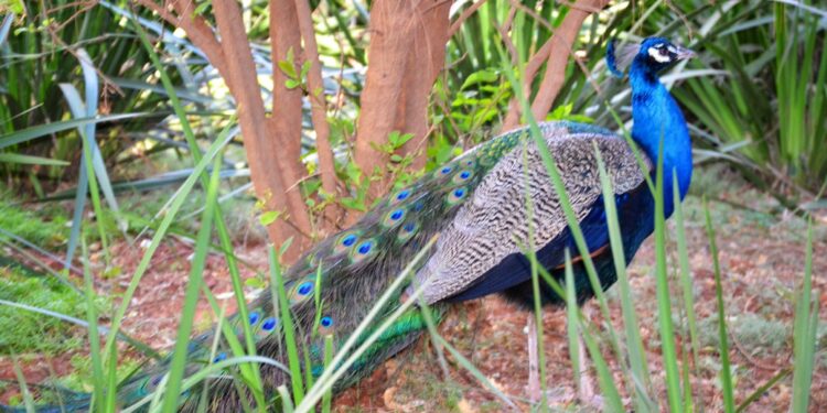 Est-ce que les poux peuvent partir tout seul ?