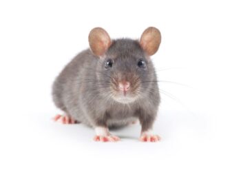 Est-ce que les rats attaquent les humains ?
