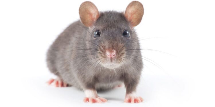 Est-ce que les rats attaquent les humains ?