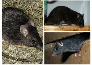 Est-ce que les rats attaquent les humains ?