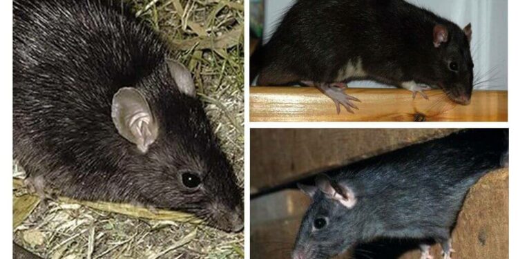 Est-ce que les rats attaquent les humains ?