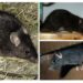 Est-ce que les rats attaquent les humains ?