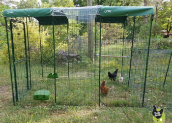 Est-ce que les rats attaquent les poules ?