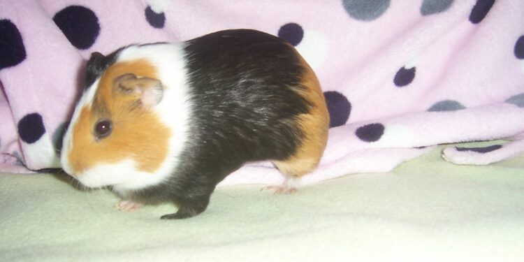 Est-ce que les rats mangent les cochons d'Inde ?