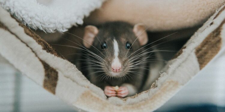 Est-ce que les rats sont dangereux ?