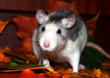 Est-ce que les rats sont dangereux ?