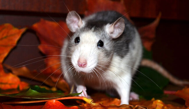 Est-ce que les rats sont dangereux ?