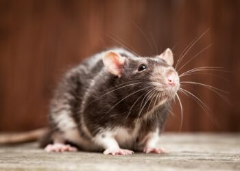 Est-ce que les rats sont dangereux ?