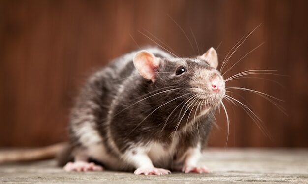 Est-ce que les rats sont dangereux ?