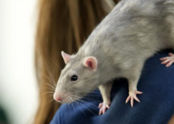 Est-ce que les rats sont dangereux ?