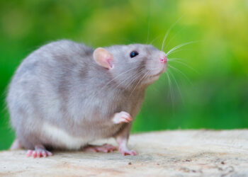 Est-ce que les rats sont dangereux ?