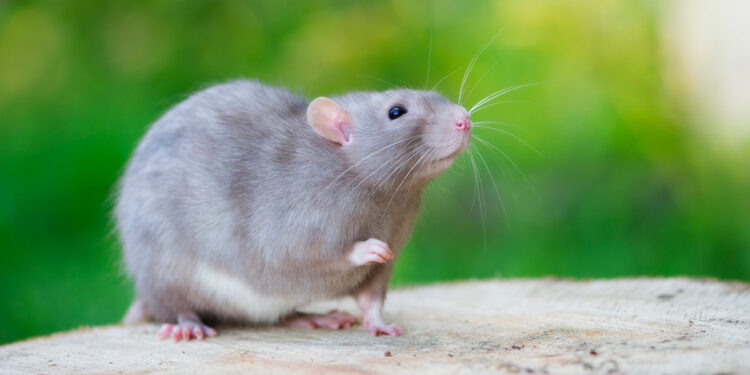 Est-ce que les rats sont dangereux ?