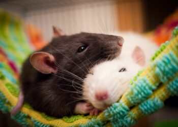 Est-ce que les rats sont dangereux ?