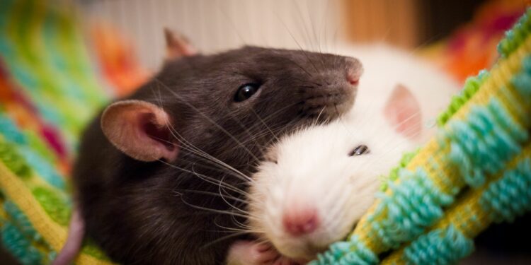 Est-ce que les rats sont dangereux ?