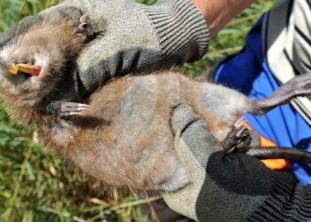 Est-ce que les rats sont dangereux ?