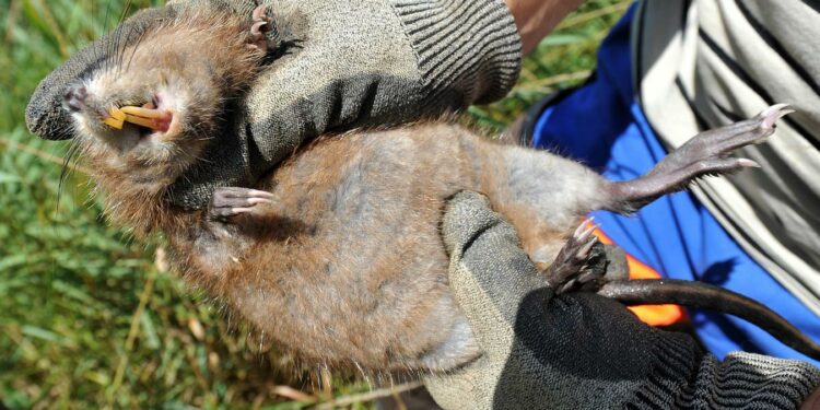 Est-ce que les rats sont dangereux ?