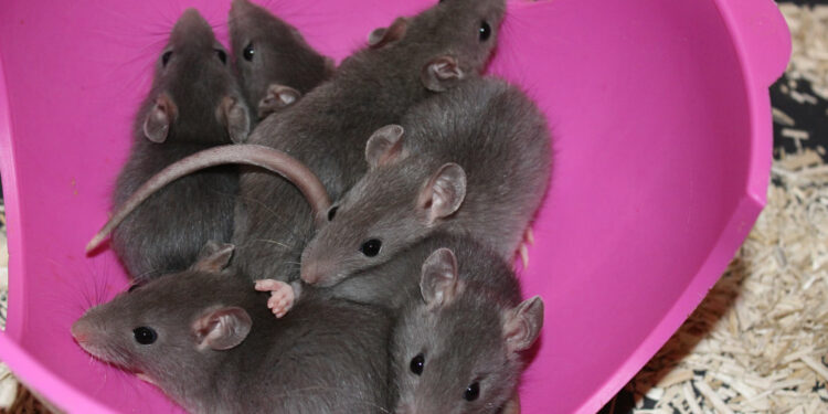 Est-ce que les rats sont des mammifères ?