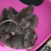 Est-ce que les rats sont des mammifères ?
