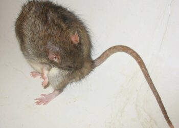 Est-ce que les rats sont propres ?