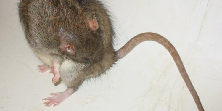 Est-ce que les rats sont propres ?