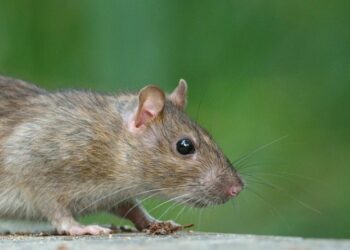 Est-ce que les rats sortent la nuit ?