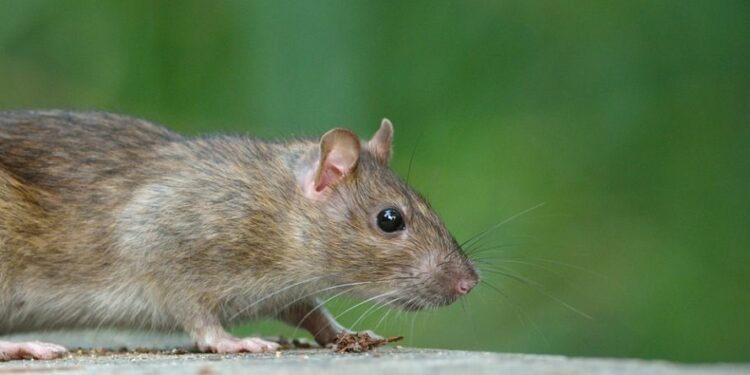 Est-ce que les rats sortent la nuit ?