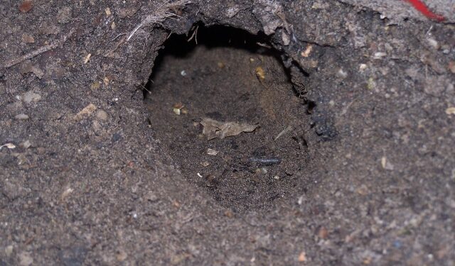 Est-ce que les rats sortent la nuit ?