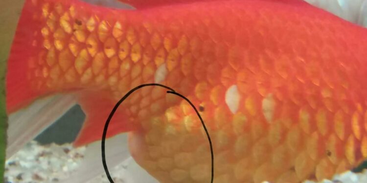 Est-ce que les requins ils peuvent faire caca ?